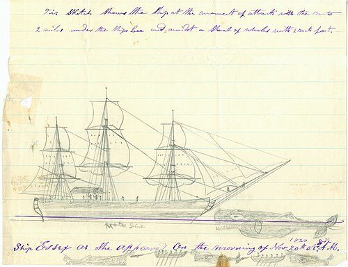 Essex whale research archive image