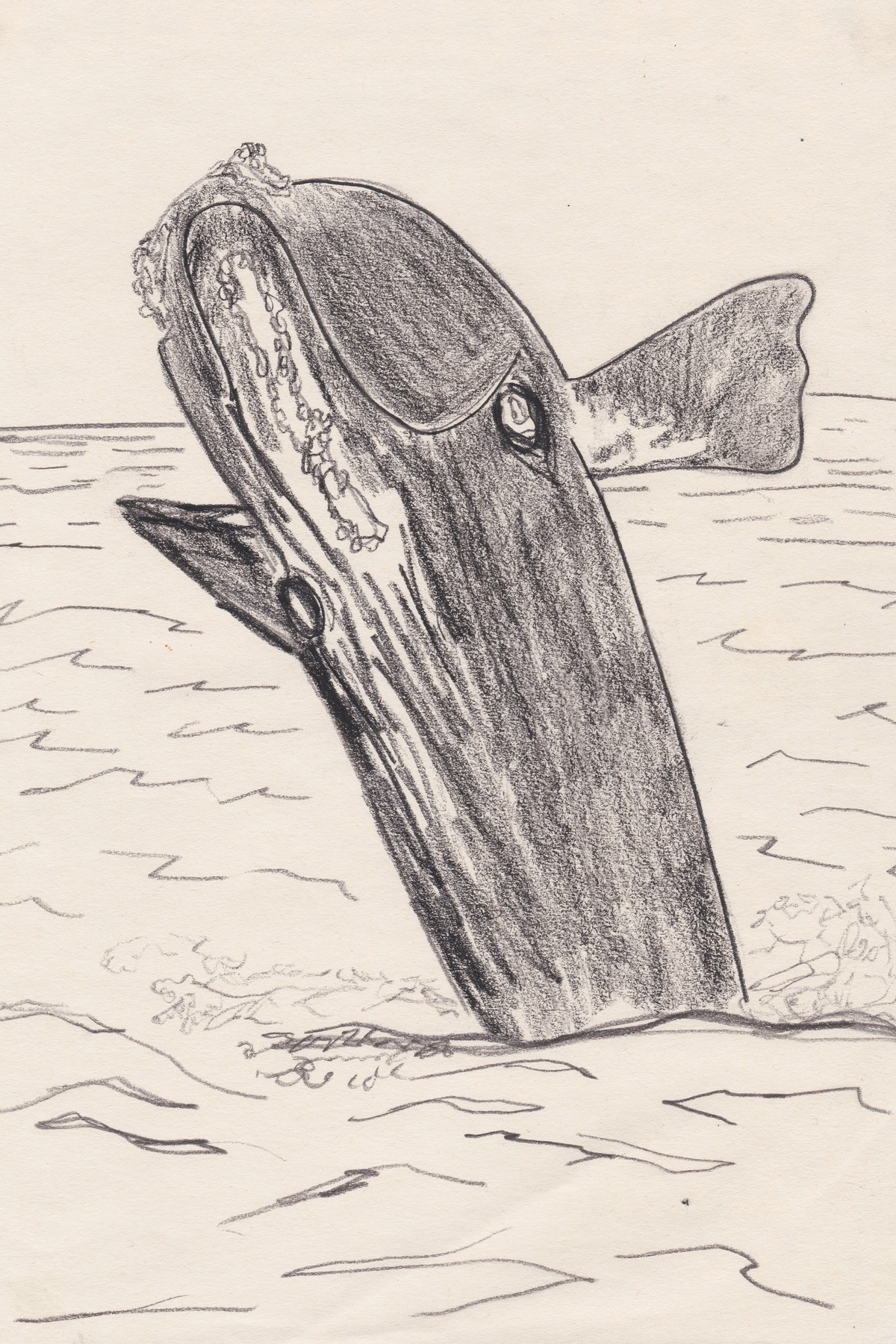 Drawing of a whale surfacing